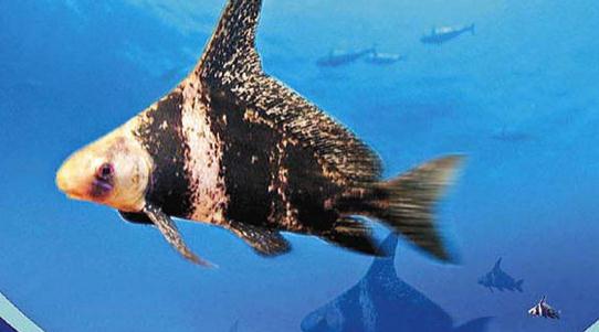 胭脂魚是怎樣的？胭脂魚的體型特征