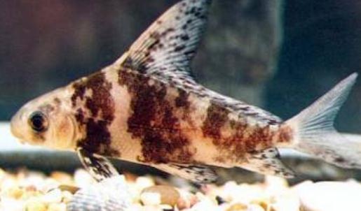 胭脂魚怎么養(yǎng)？胭脂魚的生存環(huán)境