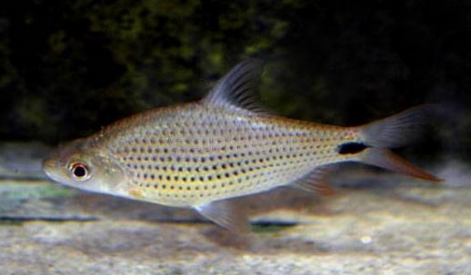 銀鯊的簡(jiǎn)介-銀鯊的體型特征是怎樣的？