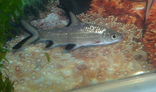 銀鯊怎么養?銀鯊飼養需要注意什么?