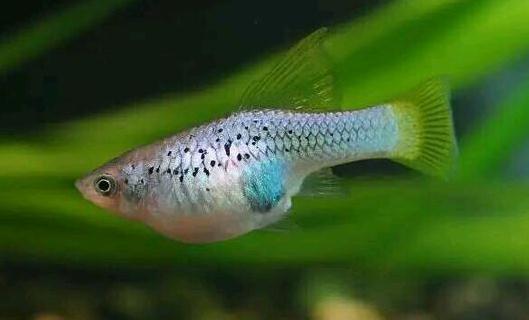 月光魚的簡介-月光魚的的品種