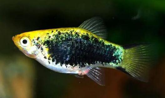 月光魚(yú)怎么養(yǎng)？月光魚(yú)的飼養(yǎng)環(huán)境