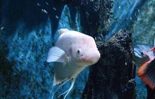 招財(cái)魚的簡(jiǎn)介-招財(cái)魚的體型特征