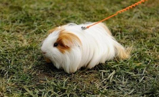 白色黑眼天竺鼠怎么養(yǎng)？白色黑眼天竺鼠的飼養(yǎng)環(huán)境