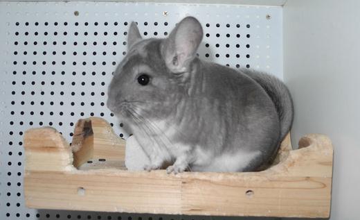 標準灰龍貓怎么養?養標準灰龍貓的方法