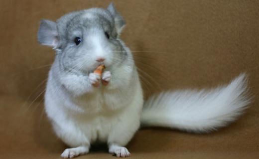 純白龍貓的簡(jiǎn)介-純白龍貓的飼養(yǎng)環(huán)境