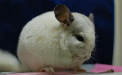 純白龍貓?jiān)趺答B(yǎng)?純白龍貓的特點(diǎn)