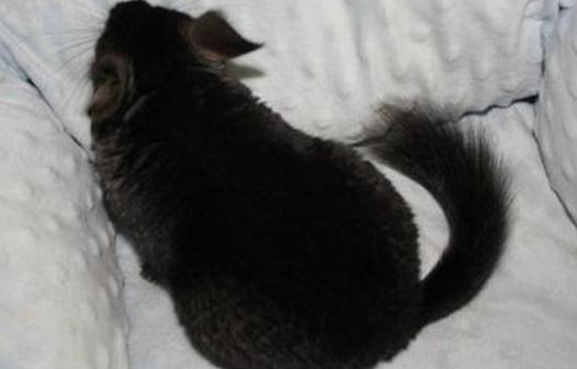 純黑龍貓怎么養？純黑龍貓的常見疾病