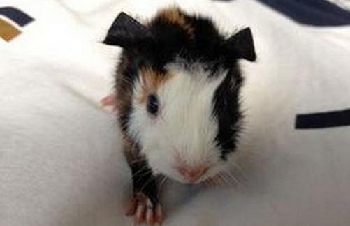 緞毛白色鳳冠天竺鼠要怎么養(yǎng)?