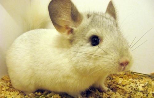 粉白龍貓怎么養？粉白龍貓的價格