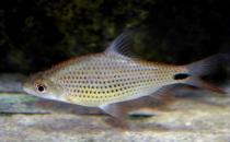 銀鯊的簡(jiǎn)介-銀鯊的體型特征是怎樣的？