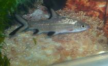 銀鯊怎么養(yǎng)？銀鯊飼養(yǎng)需要注意什么？