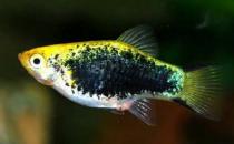 月光魚(yú)怎么養(yǎng)？月光魚(yú)的飼養(yǎng)環(huán)境