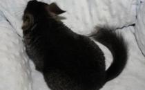 純黑龍貓怎么養(yǎng)？純黑龍貓的常見疾病