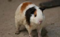 荷蘭鼠的簡(jiǎn)介-荷蘭鼠的價(jià)值