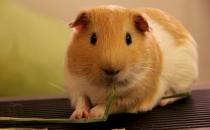 荷蘭豬怎么養？荷蘭豬的價值