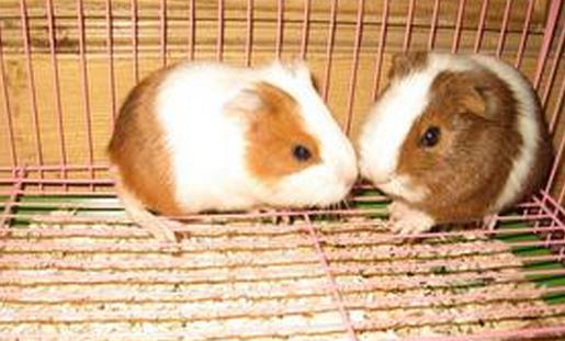 葵鼠的簡介-葵鼠的習性是怎樣的?