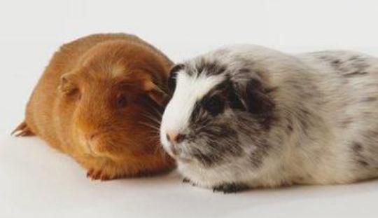 秘魯緞毛天竺鼠怎么養？秘魯緞毛天竺鼠生活環境