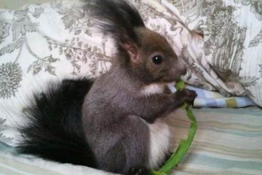 魔王松鼠的簡介-魔王松鼠的習性