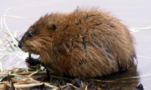 麝香鼠的性別區(qū)分-麝香鼠的價值