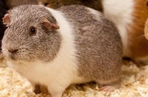 斯蘭德天竺鼠怎么養?斯蘭德天竺鼠的習性