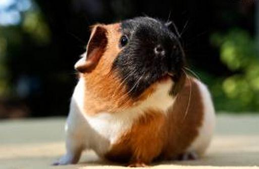 天竺鼠怎么養?天竺鼠的形態特征