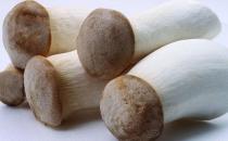 雞腿菇有什么營養價值？