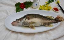 桂魚營養價值高 選購桂魚有哪些竅門