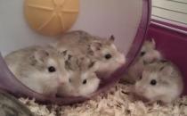 老公公倉鼠的簡介-老公公倉鼠的形態特征