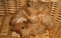 秘魯緞毛天竺鼠的簡(jiǎn)介-秘魯緞毛天竺鼠的特點(diǎn)