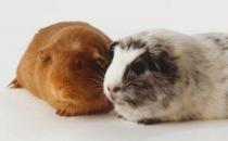 秘魯緞毛天竺鼠怎么養(yǎng)？秘魯緞毛天竺鼠生活環(huán)境