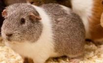 斯蘭德天竺鼠怎么養(yǎng)？斯蘭德天竺鼠的習(xí)性