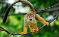 松鼠猴怎么養(yǎng)？松鼠猴的習(xí)性