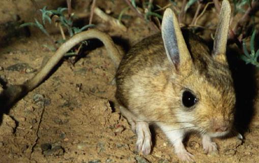 跳鼠的生活習(xí)性-現(xiàn)在還有跳鼠嗎?