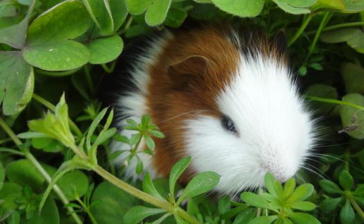 豚鼠怎么養？豚鼠和倉鼠的區別