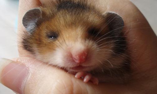 西施熊怎么養(yǎng)？西施熊飼養(yǎng)環(huán)境