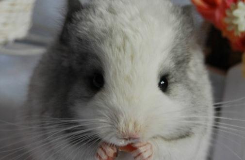 銀斑龍貓的簡介-銀斑龍貓的形態特征