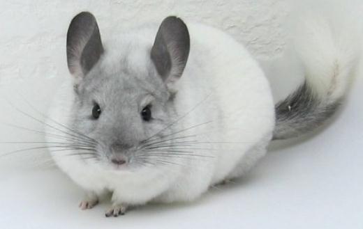 飼養(yǎng)銀斑龍貓都需要些什么?