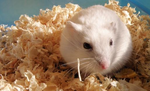 銀狐倉鼠的簡介-銀狐倉鼠的健康標(biāo)準(zhǔn)