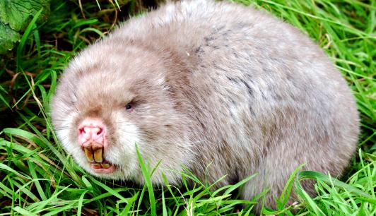 竹鼠怎么養？竹鼠的價值