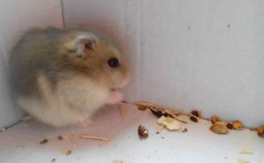 紫衣倉鼠的簡介-紫衣倉鼠的生長環境