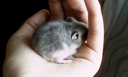 紫衣倉鼠怎么養?紫衣倉鼠的品種