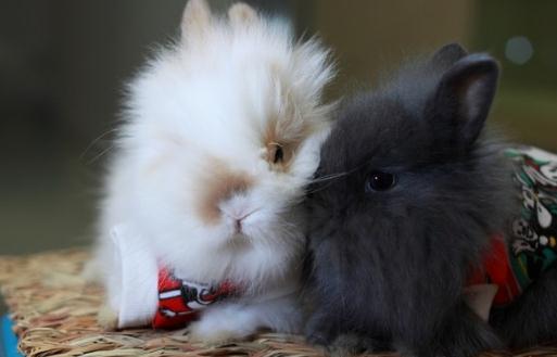 安哥拉兔的簡介-安哥拉兔怎么養?