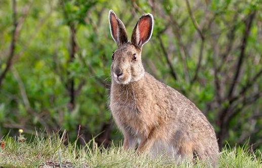 比利時兔的價格-比利時兔怎么養(yǎng)？