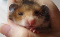 西施熊怎么養？西施熊飼養環境