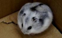 一線倉鼠怎么養(yǎng)？一線倉鼠的喂食要點