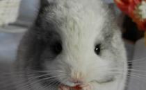 銀斑龍貓的簡介-銀斑龍貓的形態特征