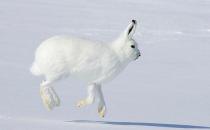 北極兔怎么養(yǎng)？北極兔是怎么生存的？