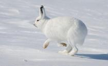 北極野兔的繁殖能力-北極兔的護理