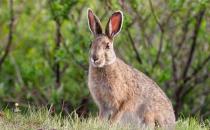 比利時(shí)兔的價(jià)格-比利時(shí)兔怎么養(yǎng)？